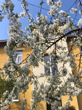 Beyaz doğa çiçekleri gökyüzü ve arka planda bina ile güzel çiçek açıyor..