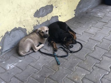 Sokakta terk edilmiş köpek yavruları..