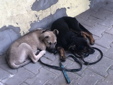 Sokakta uyuyan terk edilmiş köpek yavrularının yakınına..
