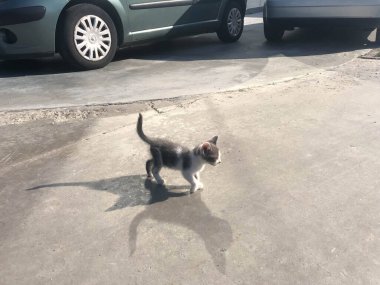 Kedicik etrafı araştırıyor. Meraklı kedi..