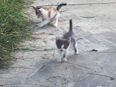 İki kedi ayrı oynuyor..