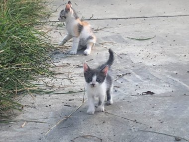 İki güzel kediciğe yaklaş.