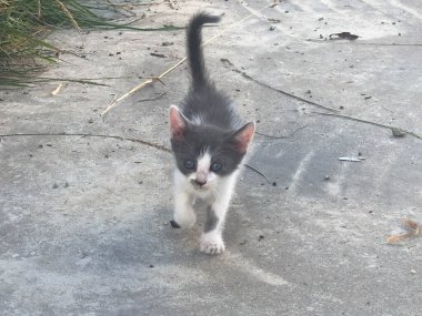 Güzel bir kediciğe yaklaş.