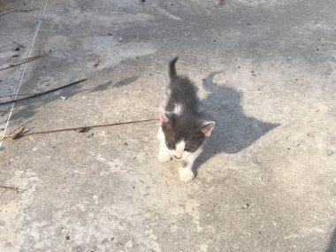 Caddenin ortasında bir kedi..