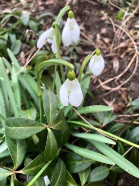 İlkbaharda çiçek açan erken filizlenen karlar.