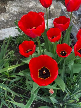 Kırmızı gelinciğin güzel manzarası..