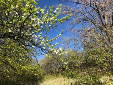 İlkbaharda açan dalları kapatın..