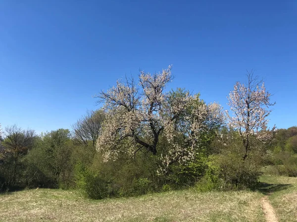 Una Floración Árbol Frutal Prado —  Fotos de Stock