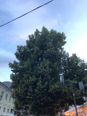 Güzel yeşil bir ağacın yakınında..