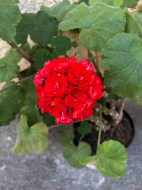 Bahçedeki çok güzel kırmızı çiçekleri kapat..