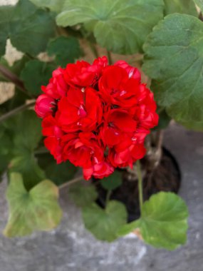 Güzel bahçe çiçeği, kırmızıyı kapat..