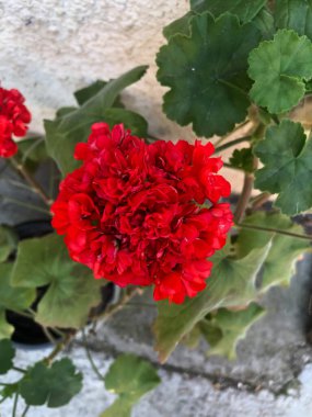 Bahçedeki kırmızı çiçek. Yaklaş..