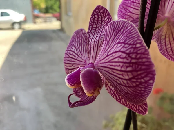 Hermosa Flor Orquídea Cerca —  Fotos de Stock