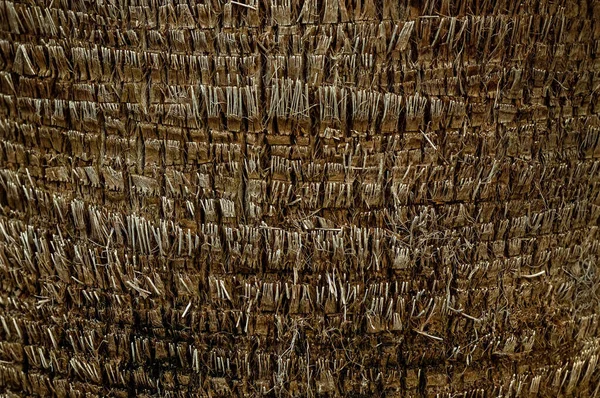 Corteza Palmera Como Fondo Madera Texturizada Con Espacio Para Copiar —  Fotos de Stock