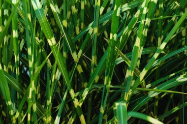 Çimenler Miscanthus sinensis Zebrinus bahçe tasarımı için çok güzel bir bitkidir. Yaz akşamları günbatımında parlak, çeşitli bitkiler..