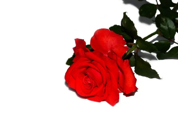 Rosa Floração Vermelha Isolada Fundo Branco Para Projetar Cartões Felicitações — Fotografia de Stock