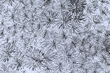 Doku olarak yeşil yapraklı üst Sedum (ince) ya da arka gruplandırma