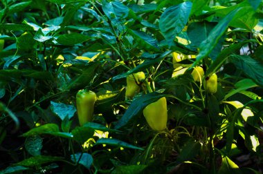 Bahçecilik geçmişi. Kendi bahçenizde yeşil biber (capsicum) yetiştiriyorsunuz. Vitaminler. Doğal sebzeler
