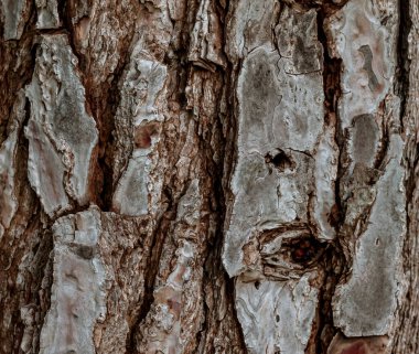 Türk çam ağacının gövdesi. Eski bir çam ağacının kabuğunda çatlaklar olan etkileyici bir arka plan. Kopyala lütfen. Doğal ahşap arkaplan.