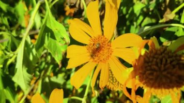 Bal arısı, ilkbaharda açan sarı çiçeklerde polen toplar. Meksika ayçiçeği (Tithonia diversifolia). Güzel doğa. Kapatın. Makro. 4K video
