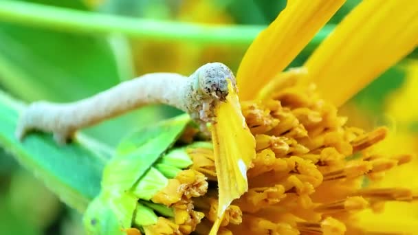 Inch Worm Eating Leaf Yellow Flower Bloom Springtime Mexican Sunflower — Stock Video