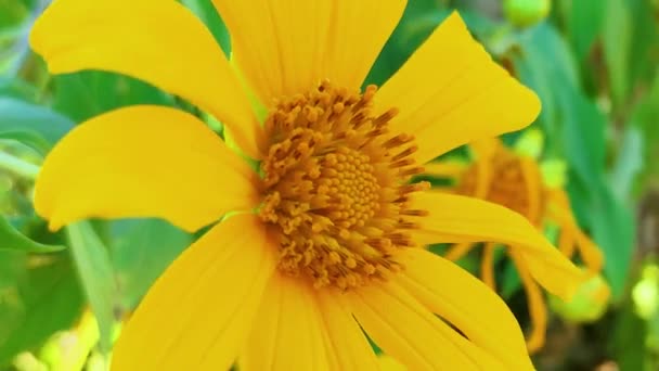 Желтый Цветок Расцветает Весной Мексиканский Подсолнечник Tithonia Diversifolia Прекрасная Природа — стоковое видео