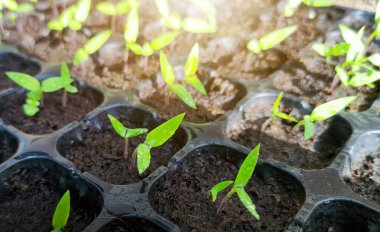 Taze yeşil yapraklar, güneş ışığıyla birlikte taze kırmızı biber tohumu. Capsicum yıllık.