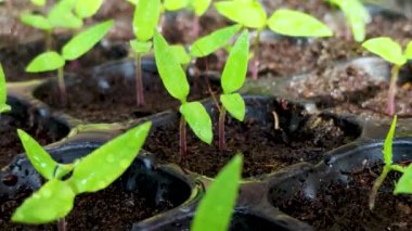 Taze yeşil yapraklar, güneş ışığıyla birlikte taze kırmızı biber tohumu. Capsicum Annuum. Çiçekleri suluyorum. Tarım ve doğa kavramı