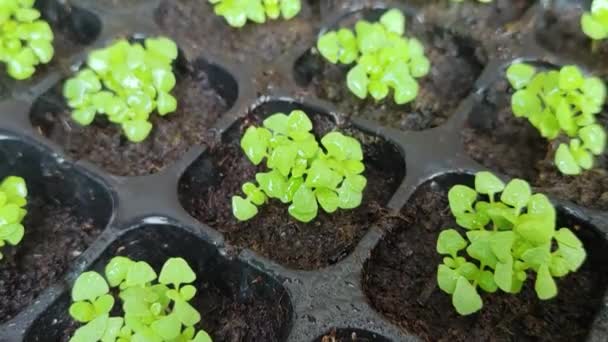 若い苗の新鮮な緑の葉聖なるバジル 最大Tenuiflorum 植物に水をやる 農業と自然概念 — ストック動画