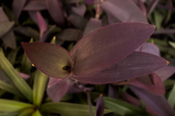 Purple Heart plant other name Spiderwort or Wandering Jew or also called Tradescantia Pallida with purple leaves growing in the garden, close up. Selective focus.