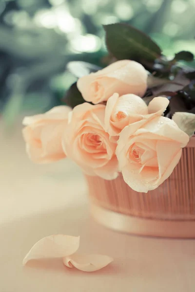 Vintage Roses Background Bokeh — Stock Photo, Image