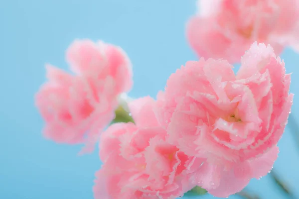 Pink Fowers Background Solf Focus — Stock Photo, Image