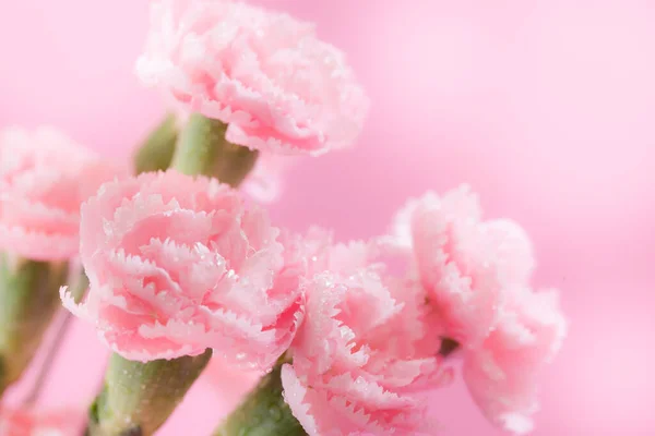 Розовые Фужеры Фокусом Сольфе — стоковое фото