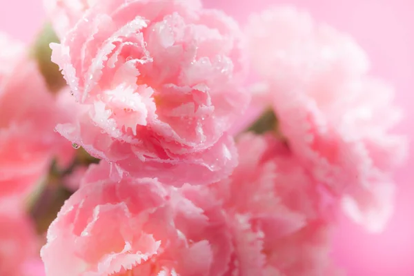 Latar Belakang Pink Fowers Dengan Fokus Solf — Stok Foto