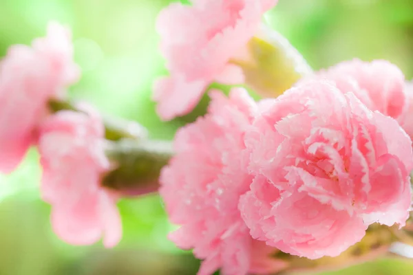 Rosa Fowers Bakgrund Med Solf Fokus — Stockfoto