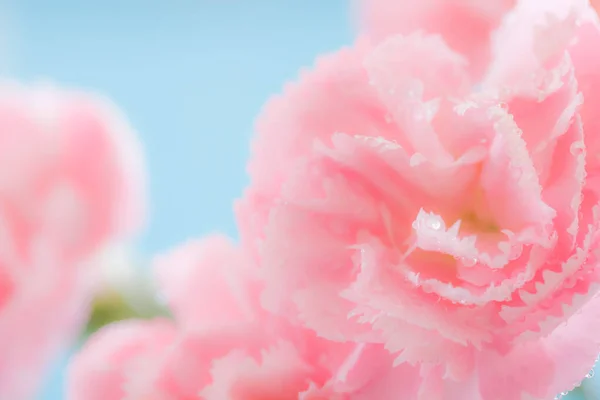 Rosa Fowers Hintergrund Mit Solf Fokus — Stockfoto