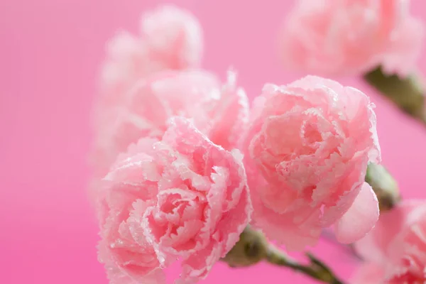 Pink Fowers Background Solf Focus — Stock Photo, Image