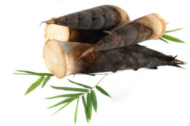 Beyaz arka planda çiğ bambu filizi