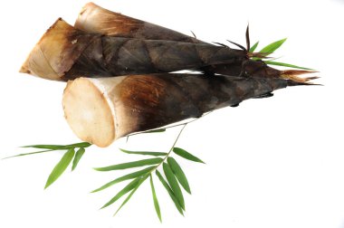 Beyaz arka planda çiğ bambu filizi