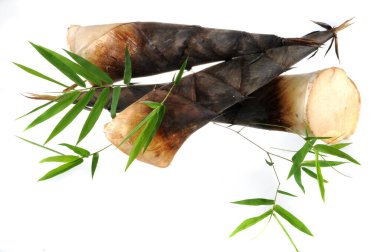 Beyaz arka planda çiğ bambu filizi