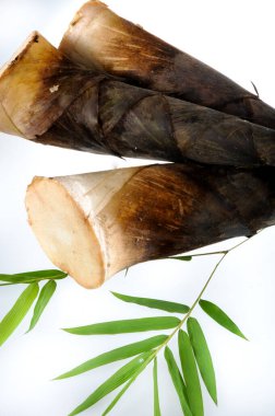 Beyaz arka planda çiğ bambu filizi