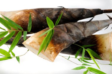 Beyaz arka planda çiğ bambu filizi