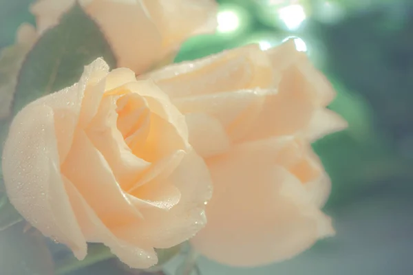 Orangefarbene Rosenblüte Aus Nächster Nähe — Stockfoto