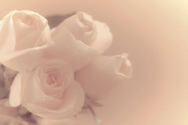 Rosa Naranja Flor Como Primer Plano — Foto de Stock