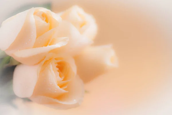 Orange Rose Flower Close — Stock Photo, Image