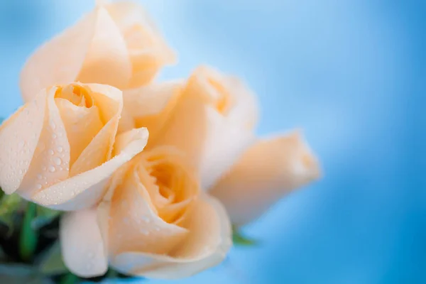 Rosa Naranja Flor Como Primer Plano — Foto de Stock