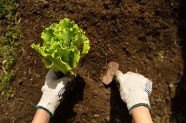 Bahçe eldivenli eller marul nakli yapıyor.