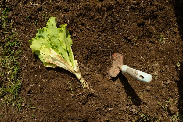 Impianto Lattuga Pronto Essere Trapiantato — Foto Stock