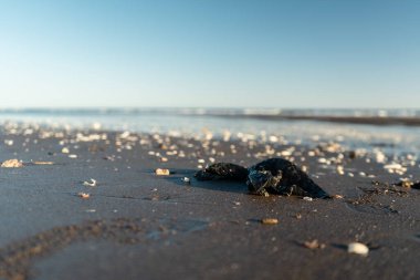 Plaja atılan plastik çöp torbalarının yakın çekimi..
