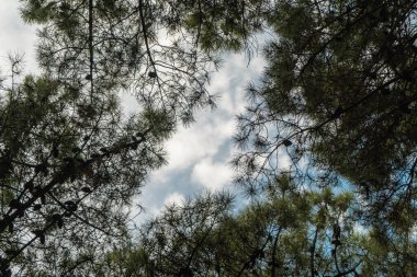 Çam ormanının tepelerinde bulutlar var.